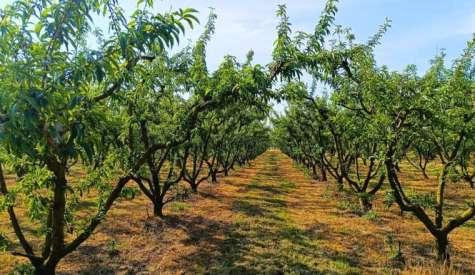Γεωργικές προειδοποιήσεις για τη Ροδακινιά | Αγροτικά νέα IMATHIOTIKIGI.GR