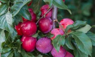 Γεωργικές προειδοποιήσεις για τη Δαμασκηνιά | Αγροτικά νέα IMATHIOTIKIGI.GR