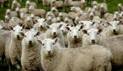 Ευλογιά: Απλήρωτες επί μήνες 150 κτηνοτροφικές οικογένειες μετά τη θανάτωση κοπαδιών