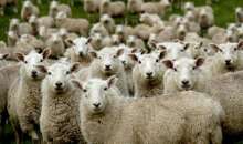 Ευλογιά: Απλήρωτες επί μήνες 150 κτηνοτροφικές οικογένειες μετά τη θανάτωση κοπαδιών