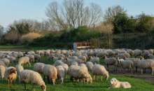 Μ. Λαζαρίδης: Άμεσα μέτρα στήριξης και αποζημιώσεις για τις επιπτώσεις του αφθώδους πυρετού